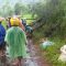 Pohon Tumbang