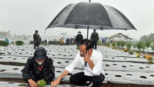 Hujan-hujanan, Jokowi tanam cabai di Wonosobo