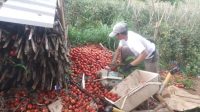 Harga Tomat Anjlok, Petani Girimukti Cianjur Buang Puluhan Ton Hasil Panen