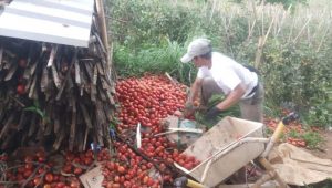 Harga Tomat Anjlok, Petani Girimukti Cianjur Buang Puluhan Ton Hasil Panen