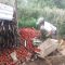 Petani Tomat