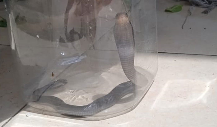 ular Kobra