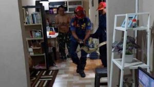 Biawak Teror Warga Cilebut Bogor, Danru Damkar Terkena Cakaran