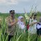 Kementan Panen Gladiol di Kecamatan Sukabumi