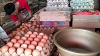Harga Telor Ayam Turun Rp22.000