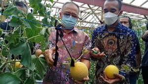 Himpunan Petani Muda Sukabumi Gelar Bazar dan Panen Melon Intanon