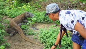 Kisah Ibu Melahirkan Komodo, Nenek Moyang Warga Kampung Nelayan