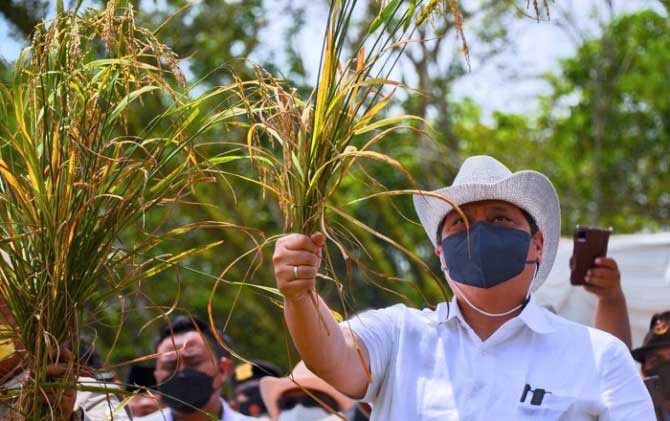 Airlangga Panen Padi Gogo