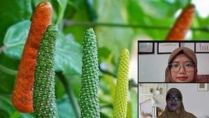 Mengenal Cabe Jawa Dalam Minuman Bandrek Khas Jawa Barat, Cabe Asli Indonesia