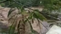 Hujan Deras, Hulu Ciliwung Meluap!