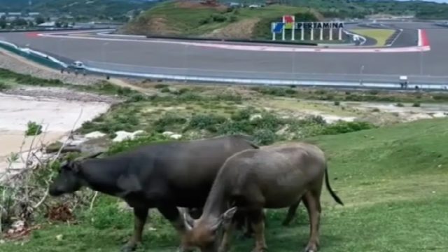Kerbau merumput di Sirkuit Mandalika.