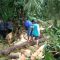 Pohon Tumbang Caringin