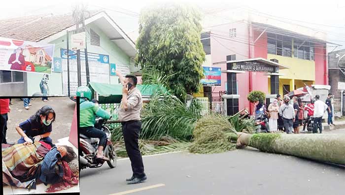 Pohon Tumbang Sukabumi