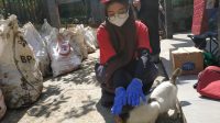 7 Ekor Kucing jadi Korban Banjir Baros, Relawan PMI Kota Sukabumi Lakukan Animal Rescue