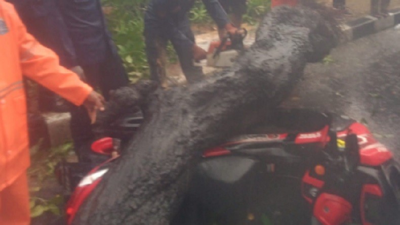 Pohon tumbang