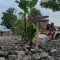 PROTES : Suasana jalan rusak yang ditanami pohon pisang di ruas Jalan Raya Semplak-Cipurut, Kampung Cikadu, Desa Sukalarang,
