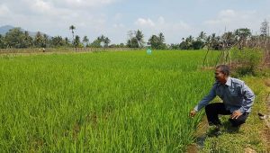 Tiga Hektare Sawah di Kebonpedes Sukabumi Diserang Hama