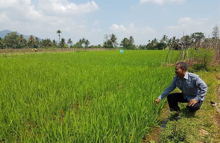 BPP Kecamatan Kebonpedes