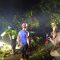 Pohon Tumbang Citepus