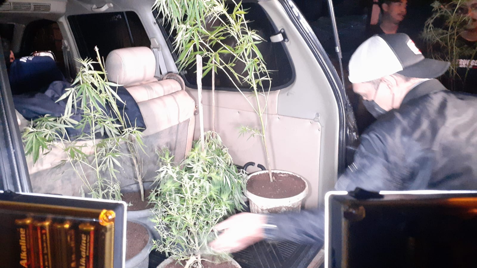 Penangkapan 4 orang pelaku yang kedapatan memiliki tanaman daun ganja di wilayah Palabuhanratu Kabupate  Sukabumi.