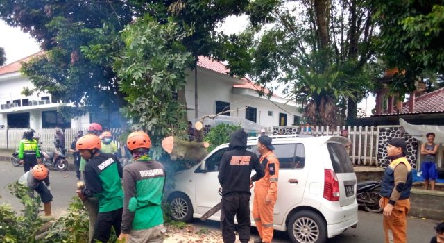 pohon tumbang