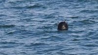 Ranjau Laut Ukraina Bertebaran, Negara-Negara Pesisir Laut Hitam Bereaksi