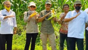 Distan Kabupaten Sukabumi Salurkan Ribuan Benih Jagung