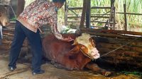 Petugas dinas peternakan mengobati sapi