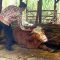Petugas dinas peternakan mengobati sapi