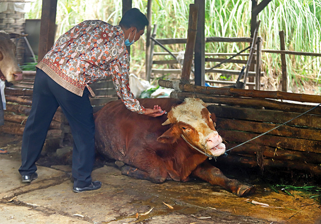 Petugas dinas peternakan mengobati sapi