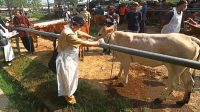 Dinas Peternakan Kabupaten Madiun melakukan pengecekan kesehatan sapi