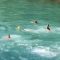 Arus Air di Sungai Aare, Bern