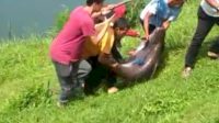 Ikan patin sebesar kambing ditangkap di Danau Lido Sukabumi
