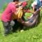Ikan patin sebesar kambing ditangkap di Danau Lido Sukabumi