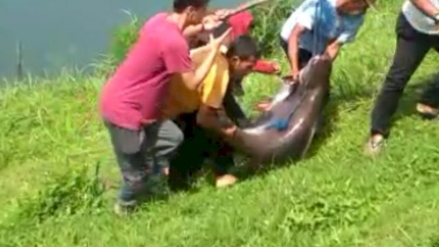 Ikan patin sebesar kambing ditangkap di Danau Lido Sukabumi