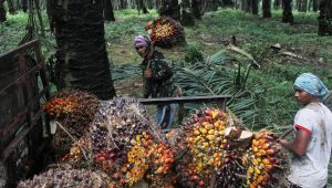 Perkebunan Sawit di Kabupaten Sukabumi Meluas, Naik dari Tahun ke Tahun