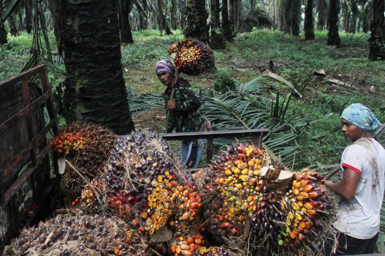 Petani Sawit