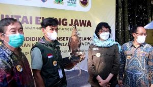 Kini di Kadudampit Sukabumi Ada Pusat Pendidikan Konservasi Elang Jawa