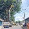 pemangkasan pohon di Jalan Arif Rahman