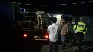 Sapi Asal Bogor Masuk Sukabumi Lewat Cianjur, Eh Malah Diputarbalik, Ini Penyebabnya