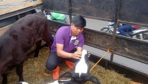 Cegah PMK, Polsek Cianjur Periksa Sapi yang Datang dari Luar