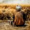 Ilustrasi: Petani gandum.-