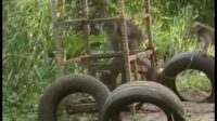 Salah seekor monyet liar saat mengacak-ngacak tempat sampah