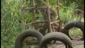 Monyet Gunung Walat Turun Gunung, Sejumlah Warga Sekarwangi Cibadak Resah