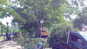 Disperkim Kabupaten Sukabumi Pangkas Pohon yang Membahayakan Masyarakat