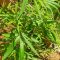 Pohon Ganja yang ditemukan warga Gegerbitung Sukabumi