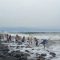 Muara Citepus Sukabumi