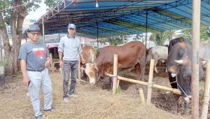 Peternak Sukabumi Desak Pemerintah Hadirkan Vaksin PMK