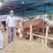 Peternak-Sapi-Sukabumi