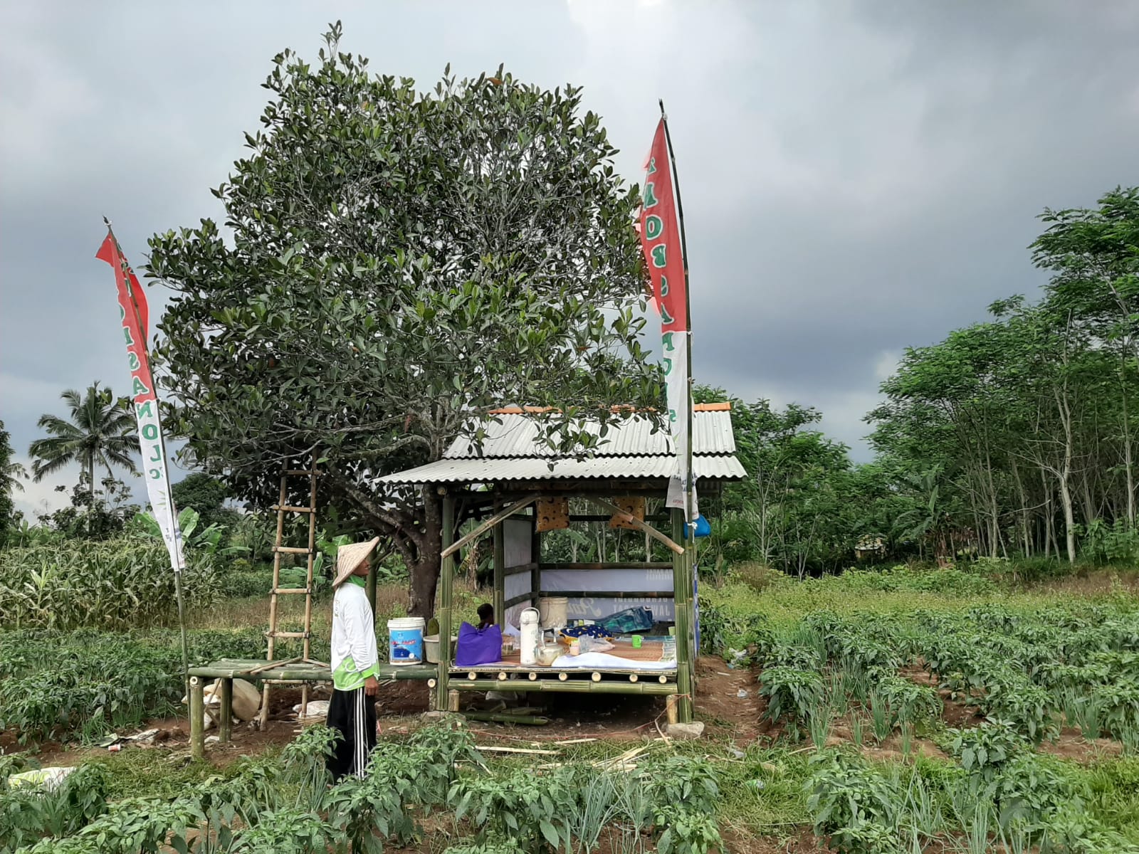 pertanian cabai rawit merah di kelompok tani Desa Kebonpedes.